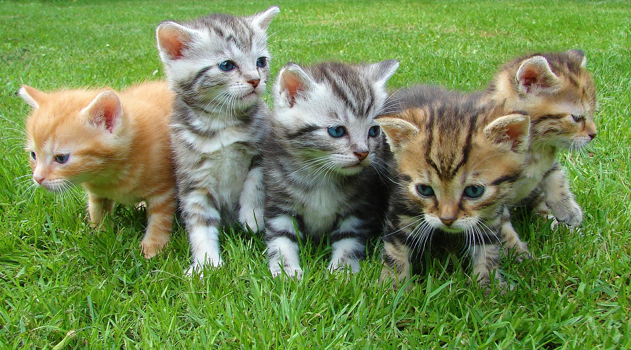 Cat Content